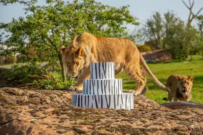 West Midlands Safari Park Celebrates Lion Cub Triplets' First Birthday with Enriching Cake Smash