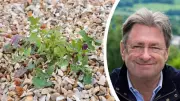 Alan Titchmarsh Shares Chemical-Free Method to Kill Weeds Using Sunlight