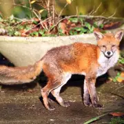 Birmingham's Urban Foxes Thrive During Year-Long Bin Strike, HS2 Displacement