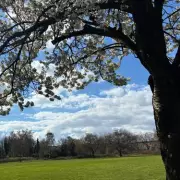 Black Patch Park's Hollywood Secret: The Charlie Chaplin Birthplace Claim