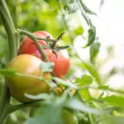 Boost Tomato Growth with Free Kitchen Scrap: Coffee Grounds Secret