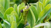 Box Tree Caterpillar Outbreak Threatens UK Gardens This Spring