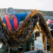 Community-Owned Seaweed and Shellfish Farm Expands in West Wales