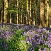 Discover the West Midlands' Most Stunning Bluebell Woods This Spring