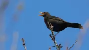 Experience the Magical Dawn Chorus with Lincolnshire Wildlife Trust