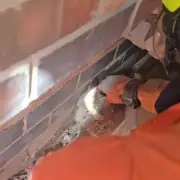 Firefighters Rescue Three Trapped Fox Cubs from Leicester Garage Wall