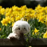 Gardeners Urged to Deadhead Daffodils Now for a Spectacular Spring Display Next Year