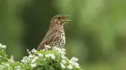 International Dawn Chorus Day 2025: Celebrating Bird Song Across the UK