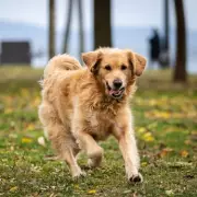 Natural Dog Anxiety Supplement at 69p a Day Is 'Life-Changing' for Owners