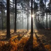 New £8 daily parking charges for drivers at New Forest beauty spot