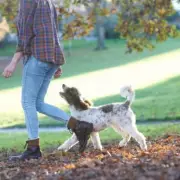 New Dog Walking Law in England: Pets Could Be Seized for Livestock Worrying