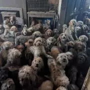 Over 250 Poodles Rescued from Cramped Midland Home in RSPCA Operation