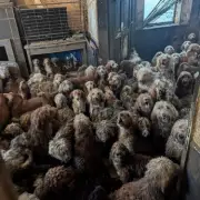 Over 250 Poodles Rescued from Nottingham House of Horrors