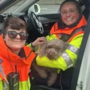 Police Urge Drivers Not to Stop on M6 After Lost Dog Rescue