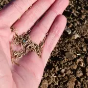 Pronto Grass Seed Transforms Lawns in Weeks, Praised as 'Great Value'