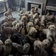 RSPCA Overwhelmed by Mass Pet Abandonment Crisis in Midlands