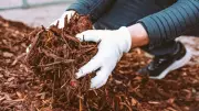 Spring Mulching Guide: Expert Tips for Choosing the Right Mulch for Your Garden