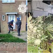 Telford Police Raid Seizes Over £220,000 in Cannabis Plants