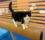 Tributes Flow for Beloved Stadium Cat Millie at Birmingham's Alexander Stadium