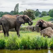 Two West Midlands Zoos Ranked Among UK's Best by Visitors on Tripadvisor