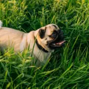 UK Dog Breed Crackdown: 10 Health Checks Required to Avoid Ban