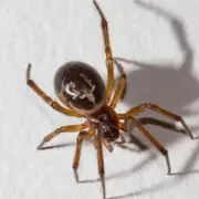 UK's 'Most Dangerous Spider' Invades Kitchens, Hospital Admissions Double