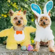 Vet's 5 Essential Easter Safety Tips Every Dog Owner Must Follow