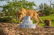 West Midlands Safari Park Celebrates Lion Cub Triplets' First Birthday with Enriching Cake Smash