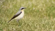 Wheatears Grace Sefton Coast: Spring Migrants on Epic Journey