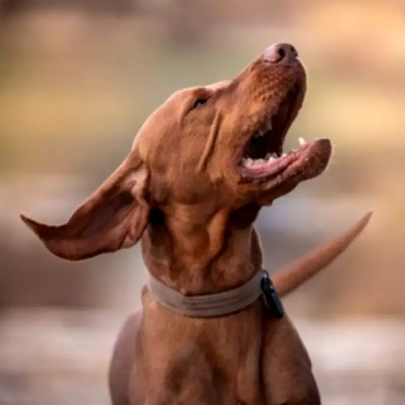 291 Dog Thefts in West Midlands, Only 4 Prosecutions in 4 Years