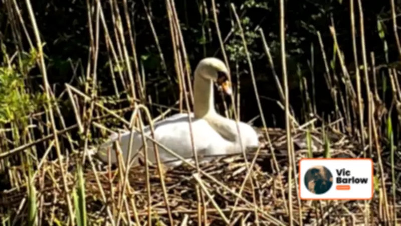 A Dog's Clever Canal Walk Outshines His Distracted Owner