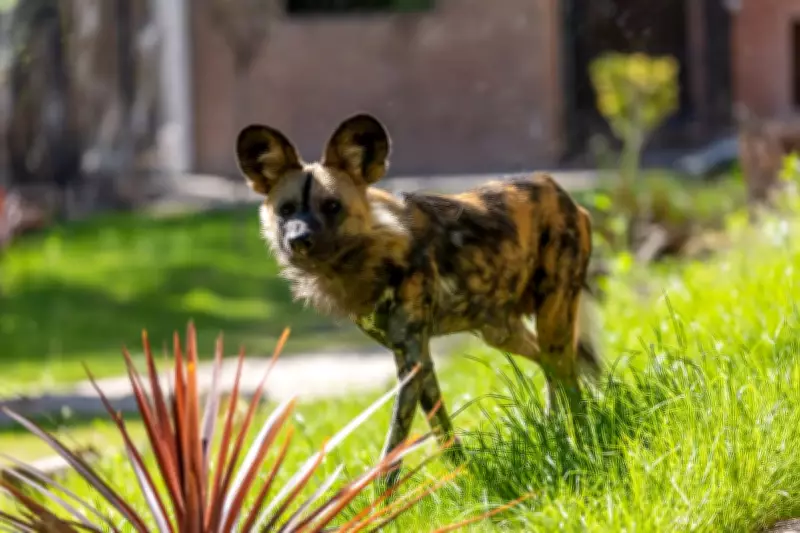 African Painted Dog at Dudley Zoo Sadly Passes Away