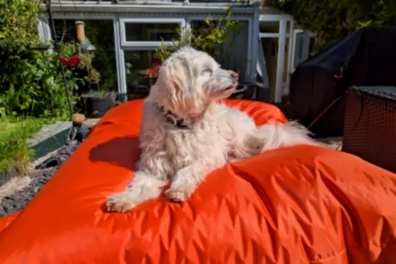 Big Bertha Original Outdoor Bean Bag Review: Garden Furniture
