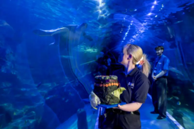 Birmingham Sea Turtle Celebrates 50th Birthday with Special Cake