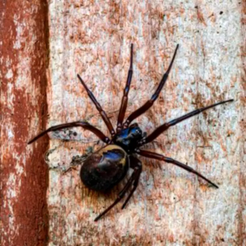 Brits Warned False Widow Spiders Invading UK Homes After Heatwave