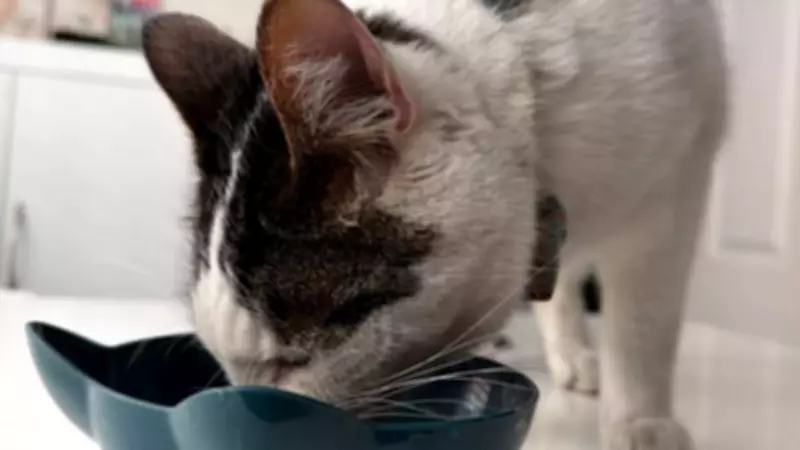 Cat Survives 15-Mile Car Ride Under Vehicle, Reunited with Family