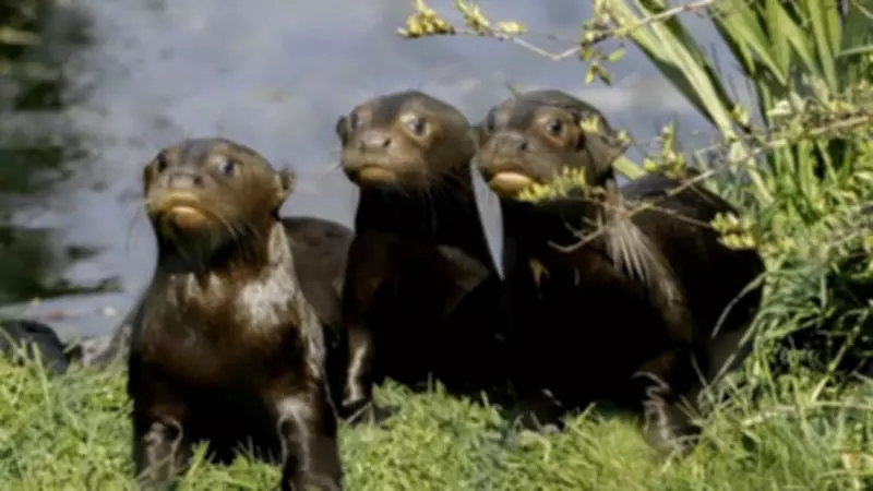 Chester Zoo's Giant Otter Pups Learn to Swim with Parents' Help
