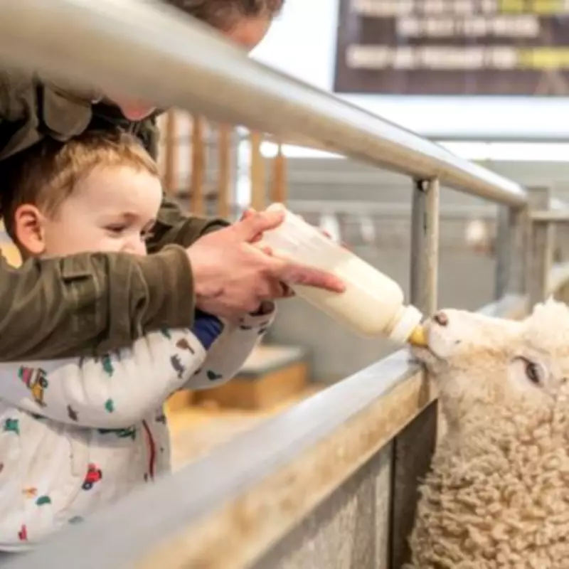 Cotswold Farm Park: Children Go Free in May After Tripadvisor Award