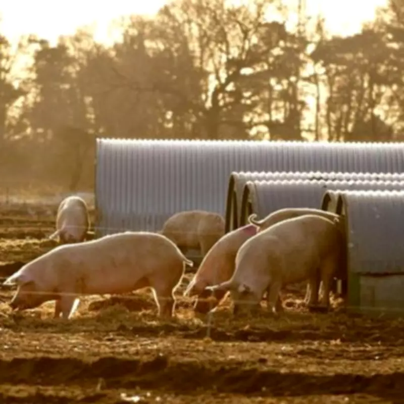 Cranswick revenues near £3bn after record investment of £163m