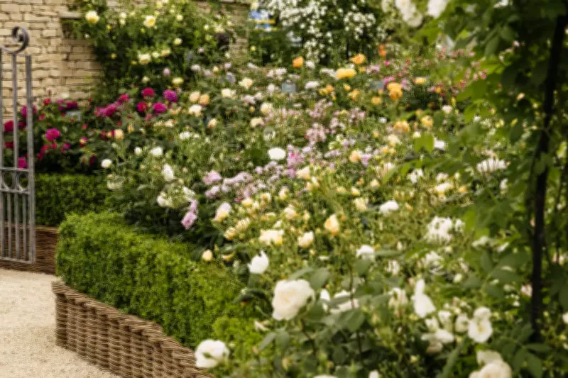 David Austin Roses Unveils David Beckham Rose at Chelsea Flower Show 2024