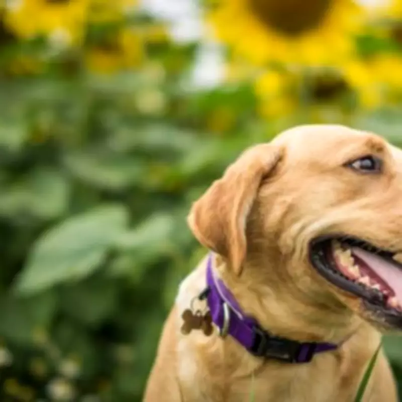 Doberman Named UK's Most Expensive Dog Breed at £23,000 Lifetime Cost