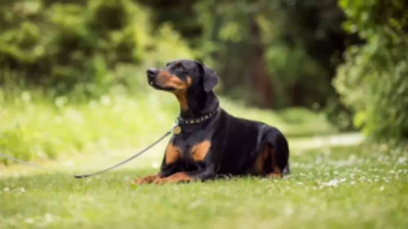 Dobiefest 2026: Dobermann Charity Event Returns to Grantham