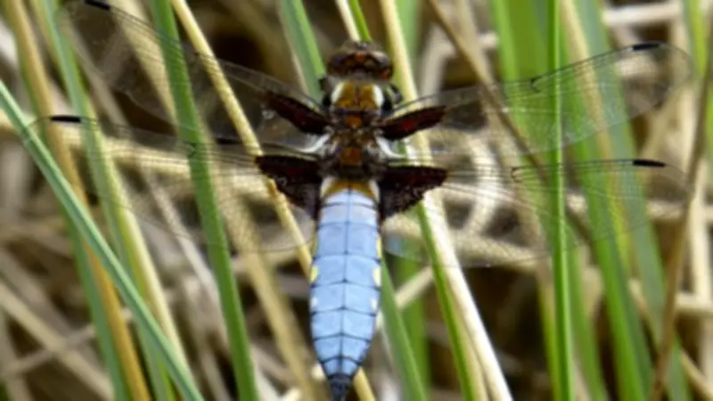 Dragonflies Electrify Sefton Dunes as Summer Temperatures Soar