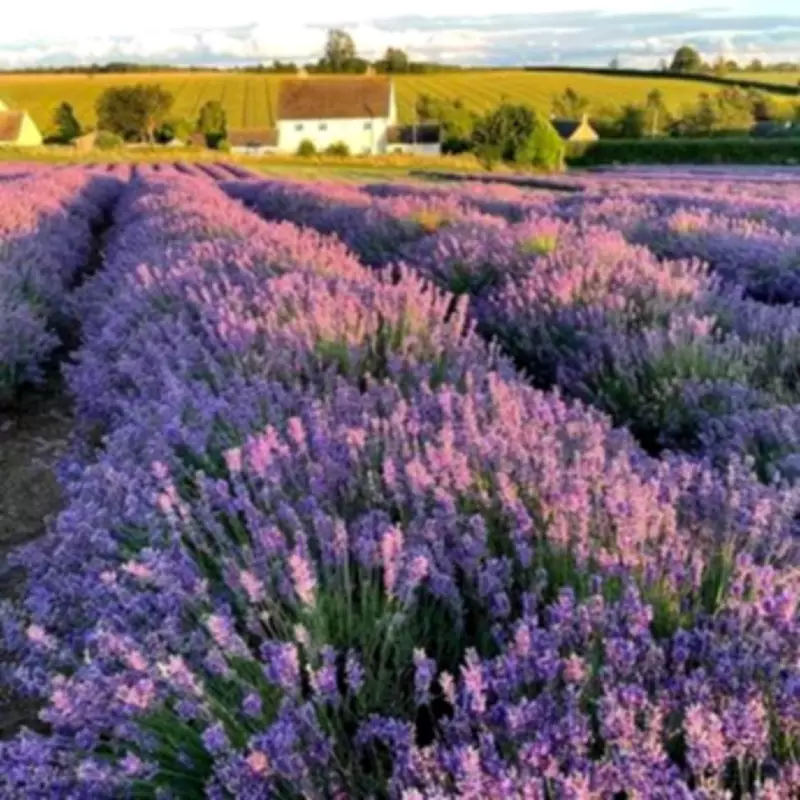 Dreamy Lavender Fields Near Birmingham Open for Summer 2026