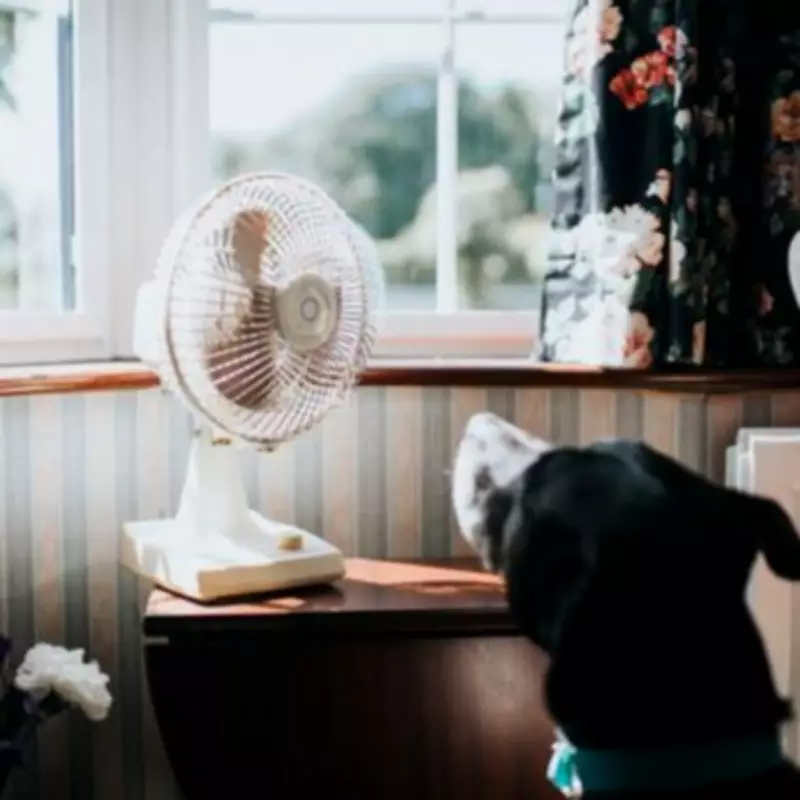 Fan Hack Could Save UK Households Nearly £55 Weekly