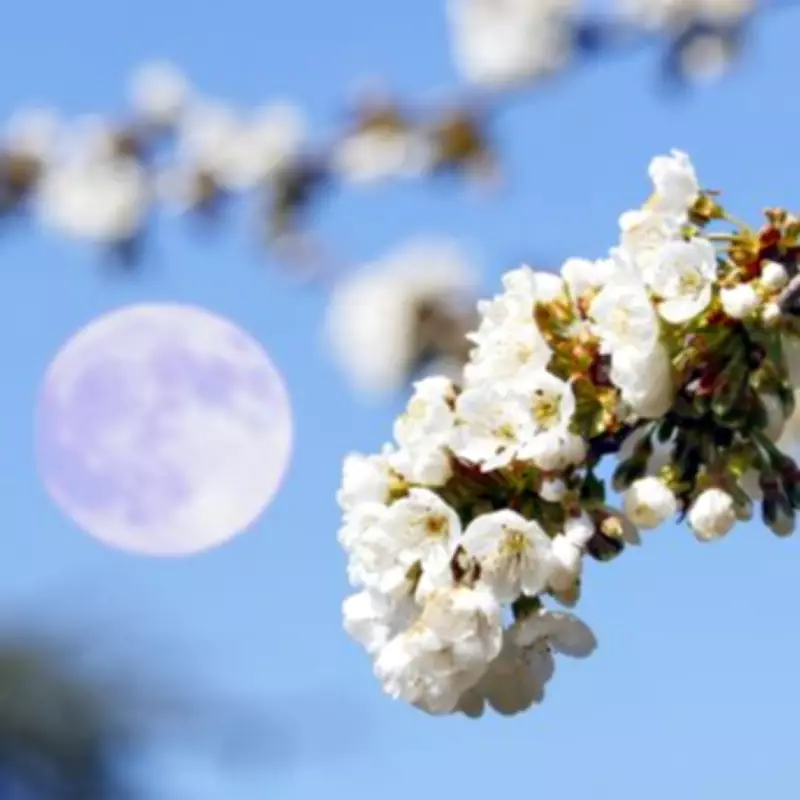 Flower Moon 2026: How to See May's Micromoon This Weekend