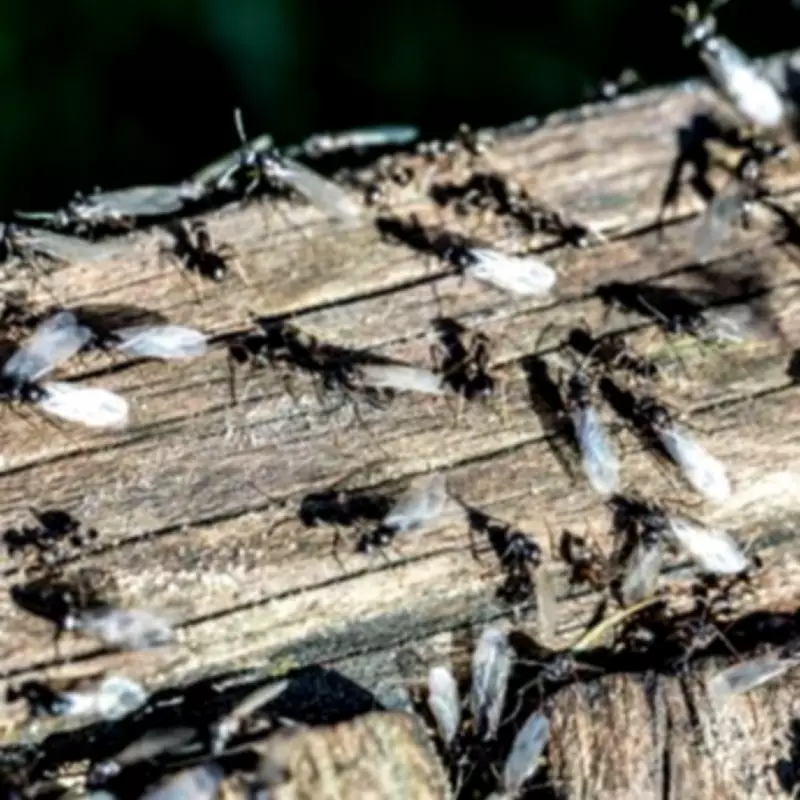 Flying Ant Day 2026 to Arrive Earlier and Be More Intense, Experts Warn