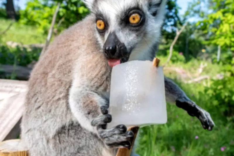 Frozen Treats Help Animals Cool Off at West Midlands Safari Park