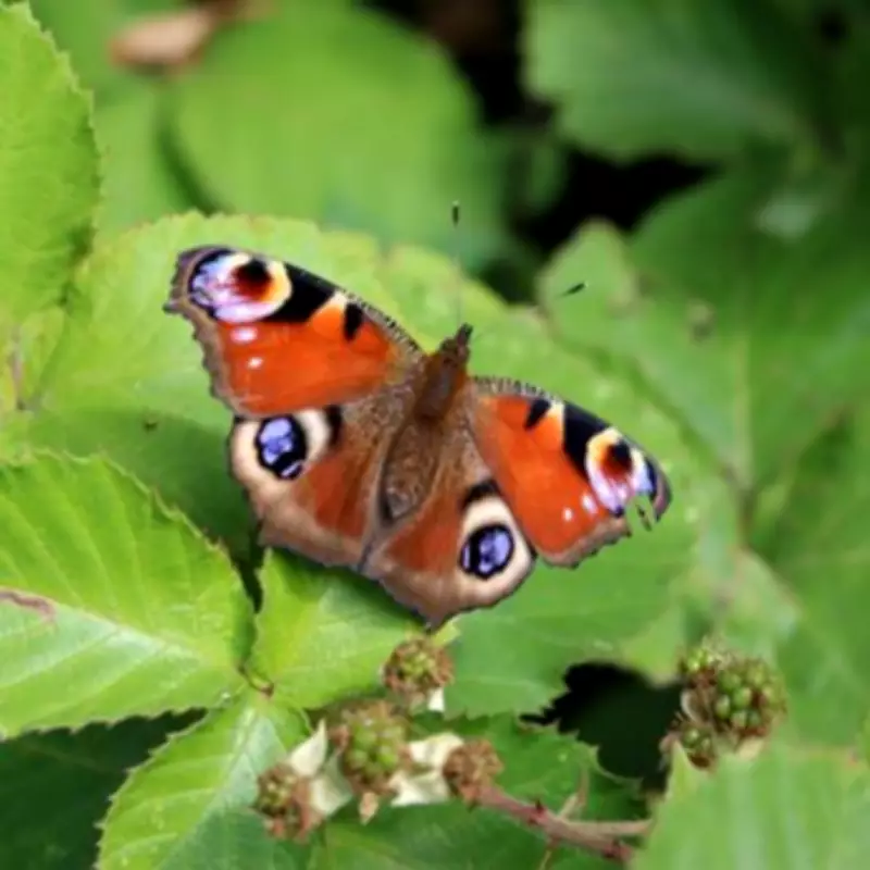Gloucestershire Wildlife Trust Criticised Over Unpaid Conservation Trainee Role