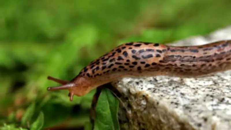 How to Identify Good vs Bad Slugs in Your Garden